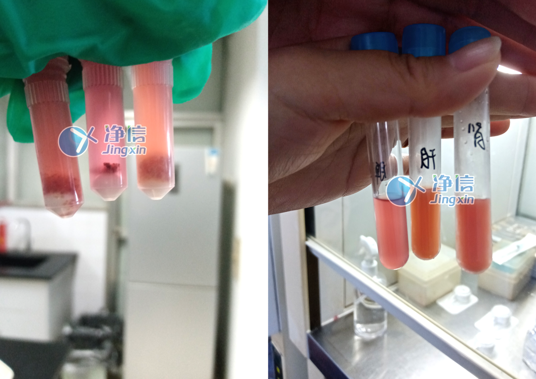 小鼠肝肾脾样品细胞悬液制备实验前后对比效果图